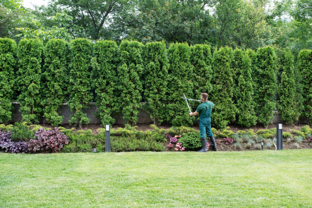 Best Aeration Services  in Pine Ridge, FL